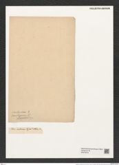 Triceratium condecorum Ehr. (de-Toni-Nr.: Genus 140, Species 3782) Zeichnungen Sammlung Grunow (NHMW-BOT-W0376318)